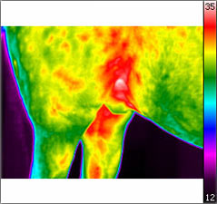 Thermografische Aufnahmen eines Pferdes